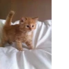 Pretty cats :: @fStikBot 26