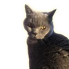 Cats 25
