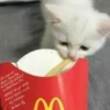 CatsCats :: @fStikBot 26