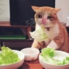 Crying Cat Deluxe 25