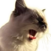 Cats 26