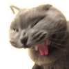 Cats 27
