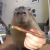 @capybaras_cutie 14