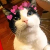 Cat's Memes by MahYa [ @MoodPacks ] 26
