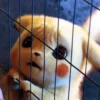 Detective Pikachu 25