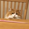 Cat's Memes by MahYa [ @MoodPacks ] 27
