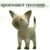 @CuteCatsTg Cute Cats 24