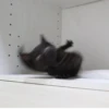 CatsCats :: @fStikBot 28