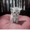 Cats @kll0rt :: @fStikBot 18