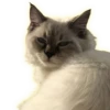 Cats 28