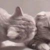 Cats @kll0rt :: @fStikBot 19