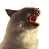 Cats 29