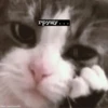 @CuteCatsTg Cute Cats 26