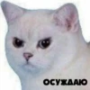 @CuteCatsTg Cute Cats 27