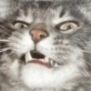 CATS 29