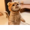 Pretty cats :: @fStikBot 28