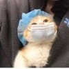 Pretty cats :: @fStikBot 29