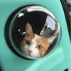 Cat's Memes by MahYa [ @MoodPacks ] 28