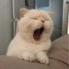 Cat's Memes by MahYa [ @MoodPacks ] 29