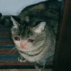 Crying Cat Deluxe 29