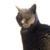 Cats 30