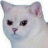 @CuteCatsTg Cute Cats 29