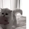 Cats @kll0rt :: @fStikBot 20