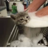 CatsCats :: @fStikBot 29