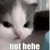 Cats @kll0rt :: @fStikBot 21