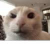 cats for gays 12