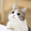 Cat's Memes by MahYa [ @MoodPacks ] 30
