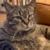 Cat Moods @TVstickers 5