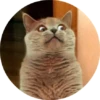 CatsBySmol 6