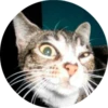 CatsBySmol 7