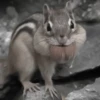 Chipmunks fr @soni1help :: @fStikBot 2