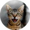 CatsBySmol 8