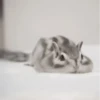 Chipmunks fr @soni1help :: @fStikBot 3