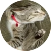 CatsBySmol 9
