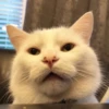 Cat Moods @TVstickers 6