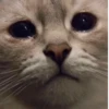 cAts 5
