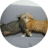CatsBySmol 11