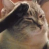 cAts 6
