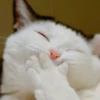 Cat Moods @TVstickers 9