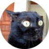 CatsBySmol 14