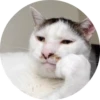 CatsBySmol 15