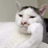 Cat Moods @TVstickers 10