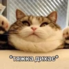 cAts 8