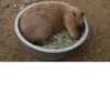 Больше стикеров: @capybarastiker 5