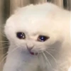 cAts 10