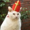 Cat Moods @TVstickers 11